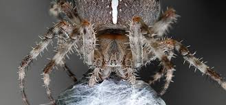 Attēlu rezultāti vaicājumam “Araneus diadematus”