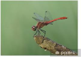 Attēlu rezultāti vaicājumam “Sympetrum sanguineum”