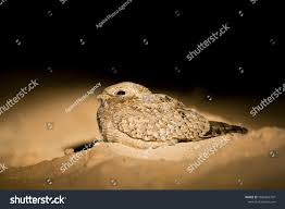 Image result for Caprimulgus aegyptius