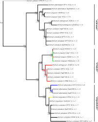 Attēlu rezultāti vaicājumam “Atrichum flavisetum sporophyte”