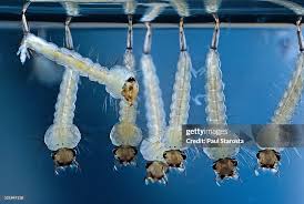 Attēlu rezultāti vaicājumam “Culex pipiens larva”