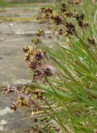 Attēlu rezultāti vaicājumam “Luzula campestris fruit”