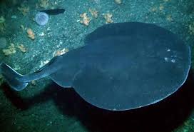 Image result for Torpedo torpedo