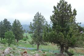 Attēlu rezultāti vaicājumam “Ceriporia excelsa”