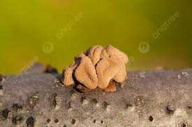 Attēlu rezultāti vaicājumam “Encoelia furfuracea”