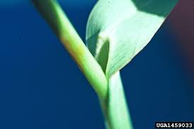 Attēlu rezultāti vaicājumam “Echinochloa crus-galli leaf”