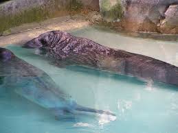 Image result for Halichoerus grypus