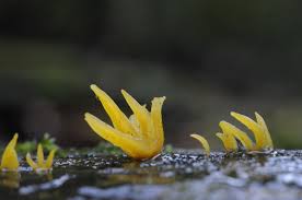 Attēlu rezultāti vaicājumam “Calocera glossoides”