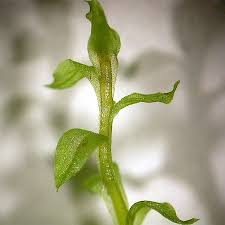 Attēlu rezultāti vaicājumam “Bryum weigelii”