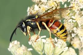 Attēlu rezultāti vaicājumam “Vespula rufa”