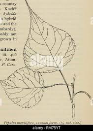 Attēlu rezultāti vaicājumam “Populus laurifolia”