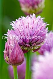 Image result for Allium schoenoprasum