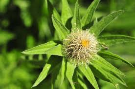 Attēlu rezultāti vaicājumam “Centaurea phrygia bud”