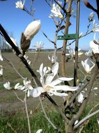 Attēlu rezultāti vaicājumam “Magnolia kobus flower”
