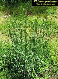 Attēlu rezultāti vaicājumam “Phleum pratense”