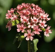 Image result for Lychnis chalcedonica `Dusky Salmon`