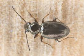 Attēlu rezultāti vaicājumam “Bembidion litorale”