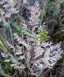 Attēlu rezultāti vaicājumam “Holcus lanatus”