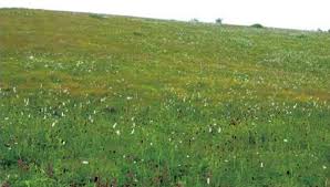 Attēlu rezultāti vaicājumam “Lycogala persicum young”