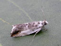 Attēlu rezultāti vaicājumam “Ancylis laetana”