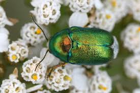 Attēlu rezultāti vaicājumam “Cryptocephalus aureolus, Cryptocephalus sericeus”