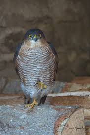 Attēlu rezultāti vaicājumam “Accipiter nisus male”