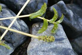Attēlu rezultāti vaicājumam “Potamogeton perfoliatus flower”