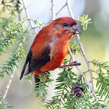 Image result for Loxia curvirostra