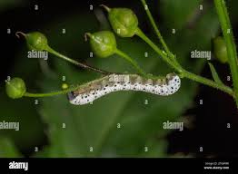 Attēlu rezultāti vaicājumam “Cucullia verbasci larva”