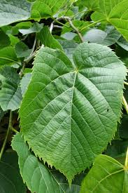 Attēlu rezultāti vaicājumam “Tilia americana”