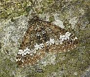 Attēlu rezultāti vaicājumam “Perizoma alchemilla”