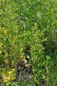 Attēlu rezultāti vaicājumam “Ranunculus sceleratus”