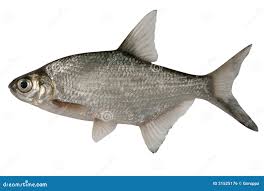 Image result for Abramis brama