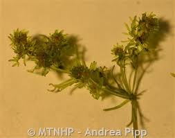 Attēlu rezultāti vaicājumam “Nitella sp.”