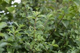 Attēlu rezultāti vaicājumam “Prunus spinosa”