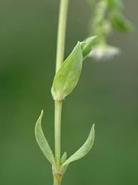 Attēlu rezultāti vaicājumam “Stellaria uliginosa”