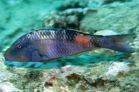 Image result for Parupeneus trifasciatus