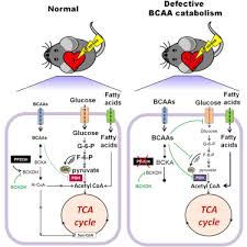 Image result for BCKA