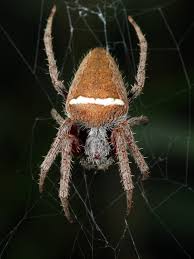 Attēlu rezultāti vaicājumam “Araneidae”