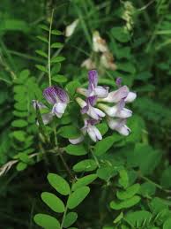 Attēlu rezultāti vaicājumam “Vicia sylvatica flower”