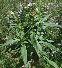 Attēlu rezultāti vaicājumam “Symphyotrichum x salignum flower”