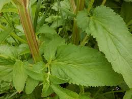 Attēlu rezultāti vaicājumam “Scrophularia umbrosa flower”
