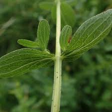 Attēlu rezultāti vaicājumam “Hypericum maculatum leaf”