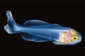 Image result for Eumegistus illustris