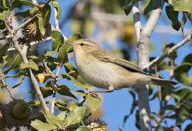 Attēlu rezultāti vaicājumam “Phylloscopus collybita”