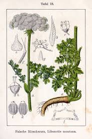 Attēlu rezultāti vaicājumam “Libanotis montana fruit”