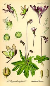 Attēlu rezultāti vaicājumam “Pinguicula vulgaris”
