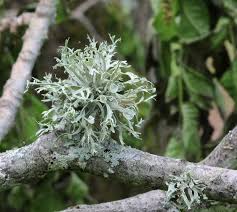 Attēlu rezultāti vaicājumam “Ramalina fastigiata”