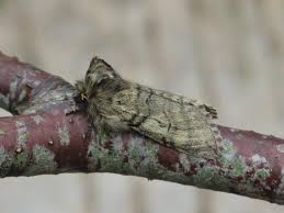 Attēlu rezultāti vaicājumam “Achlya flavicornis”