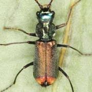 Attēlu rezultāti vaicājumam “Malachidae”